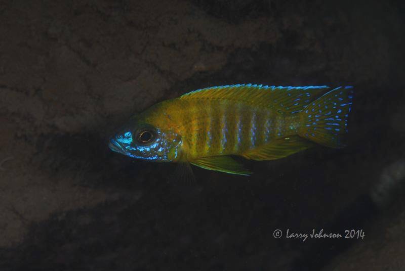 Aulonocara sp. 'stuartgranti maleri' Nakantenga Island